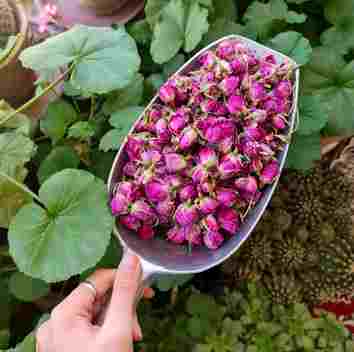 خرید مستقیم از کشاورزان عمده غنچه گل محمدی با شرکت فولاد گل